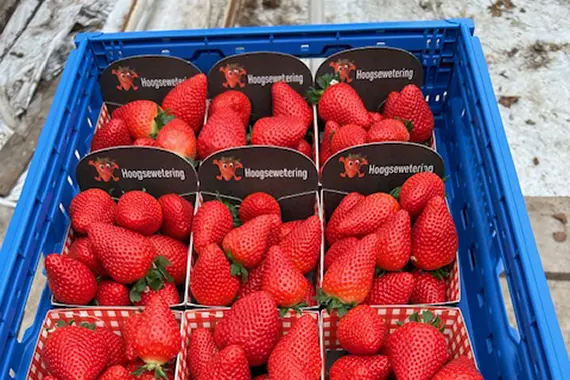 Kist met aardbeien