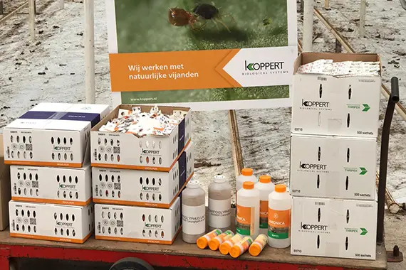 Minder schadelijke insecten Minder schadelijke insecten