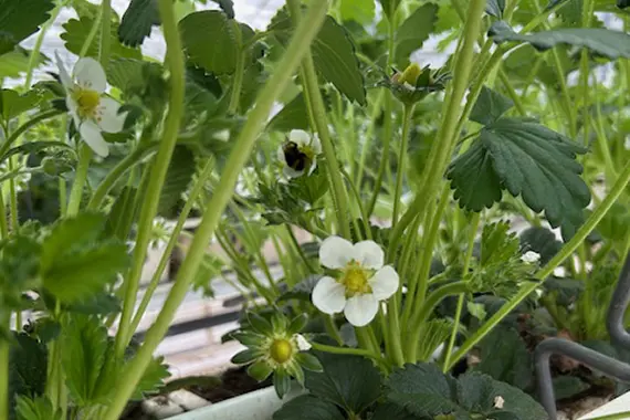 Hommel op aardbei